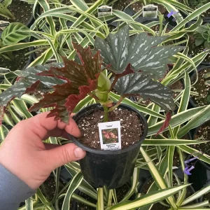 Angelwing Begonia Lana Live Plant, 4.5 inch Pot, Indoor Houseplant - Image 4