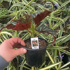 Angelwing Begonia Lana Live Plant 4.5 inch Pot - Indoor Houseplant - Image 5