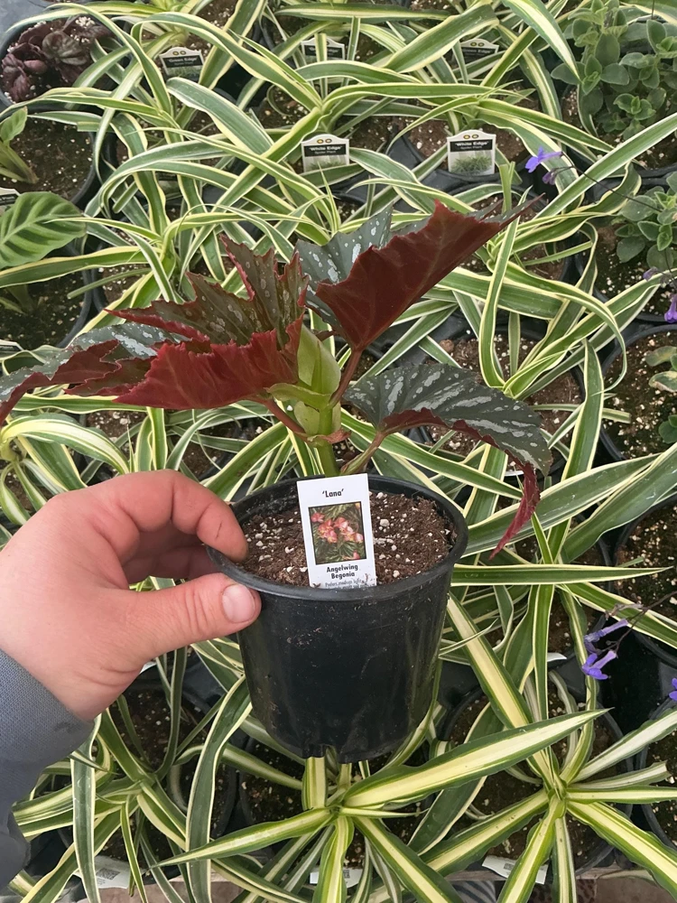 Angelwing Begonia Lana Live Plant 4.5 inch Pot - Indoor Houseplant - Image 5