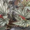 Angelwing Begonia Lana Live Plant 4.5 inch Pot - Indoor Houseplant - Image 1