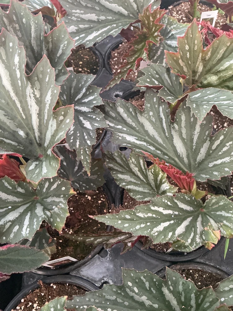 Angelwing Begonia Lana Live Plant 4.5 inch Pot - Indoor Houseplant - Image 1