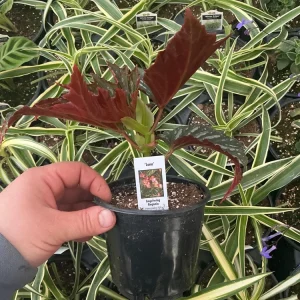 Angelwing Begonia Lana Live Plant 4.5 inch Pot - Indoor Houseplant - Image 6