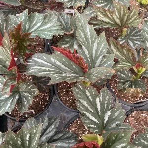 Angelwing Begonia Lana Live Plant 4.5 inch Pot - Indoor Houseplant - Image 7