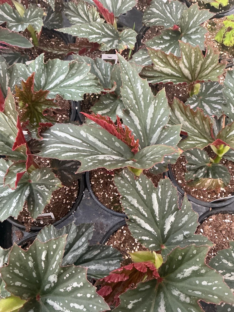 Angelwing Begonia Lana Live Plant 4.5 inch Pot - Indoor Houseplant - Image 7