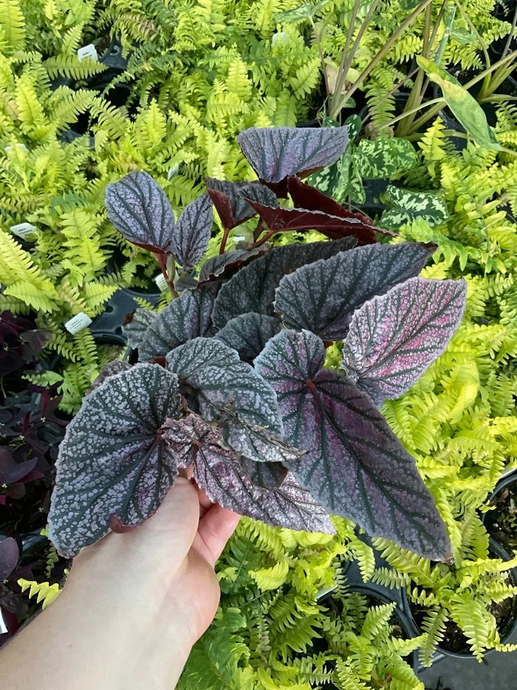 Angelwing Begonia 'Miss Mummy' Live Plant 4.5 inch Pot Indoor/Outdoor - Image 2