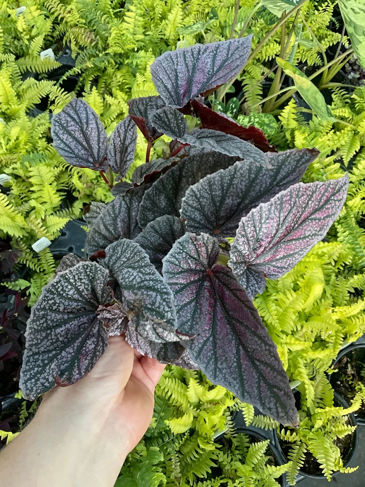Angelwing Begonia 'Miss Mummy' Live Plant 4.5 inch Pot Indoor/Outdoor - Image 1