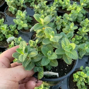 Apple Mint Live Plant - 4.5