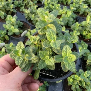 Apple Mint Live Plant - 4.5