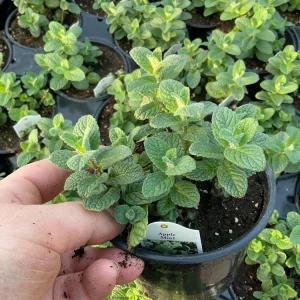 Apple Mint Live Plant - 4.5