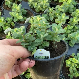 Apple Mint Live Plant - 4.5