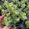Apple Mint Live Plant - 4.5" Pot - Fragrant Culinary Herb for Gardens - Image 1