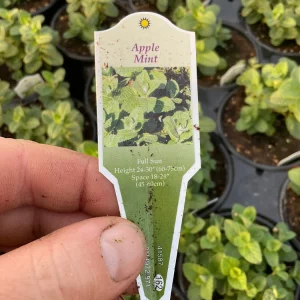 Apple Mint Live Plant - 4.5