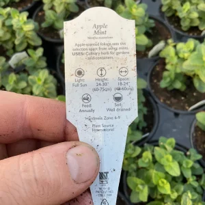 Apple Mint Live Plant - 4.5