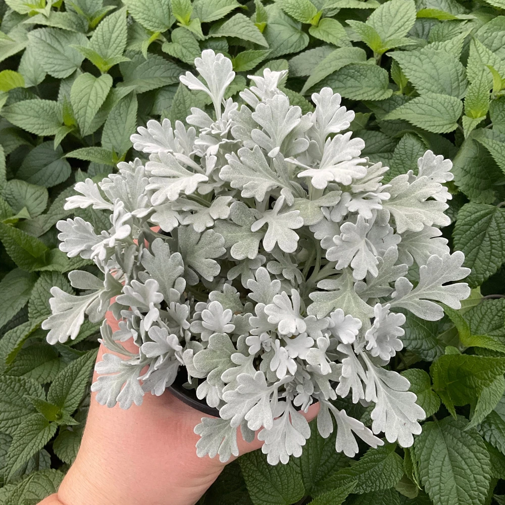 Artemisia Fancifillers Sea Salt Live Plant – 4.5 inch Pot – Outdoor Perennial - Image 2