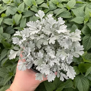 Artemisia Fancifillers Sea Salt Live Plant – 4.5 inch Pot – Outdoor Perennial - Image 3
