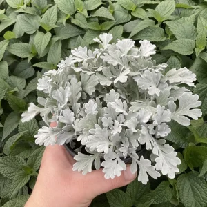 Artemisia Fancifillers Sea Salt Live Plant – 4.5 inch Pot – Outdoor Perennial - Image 4