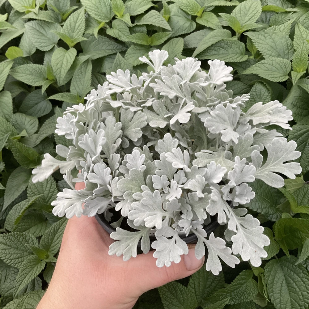 Artemisia Fancifillers Sea Salt Live Plant – 4.5 inch Pot – Outdoor Perennial - Image 4