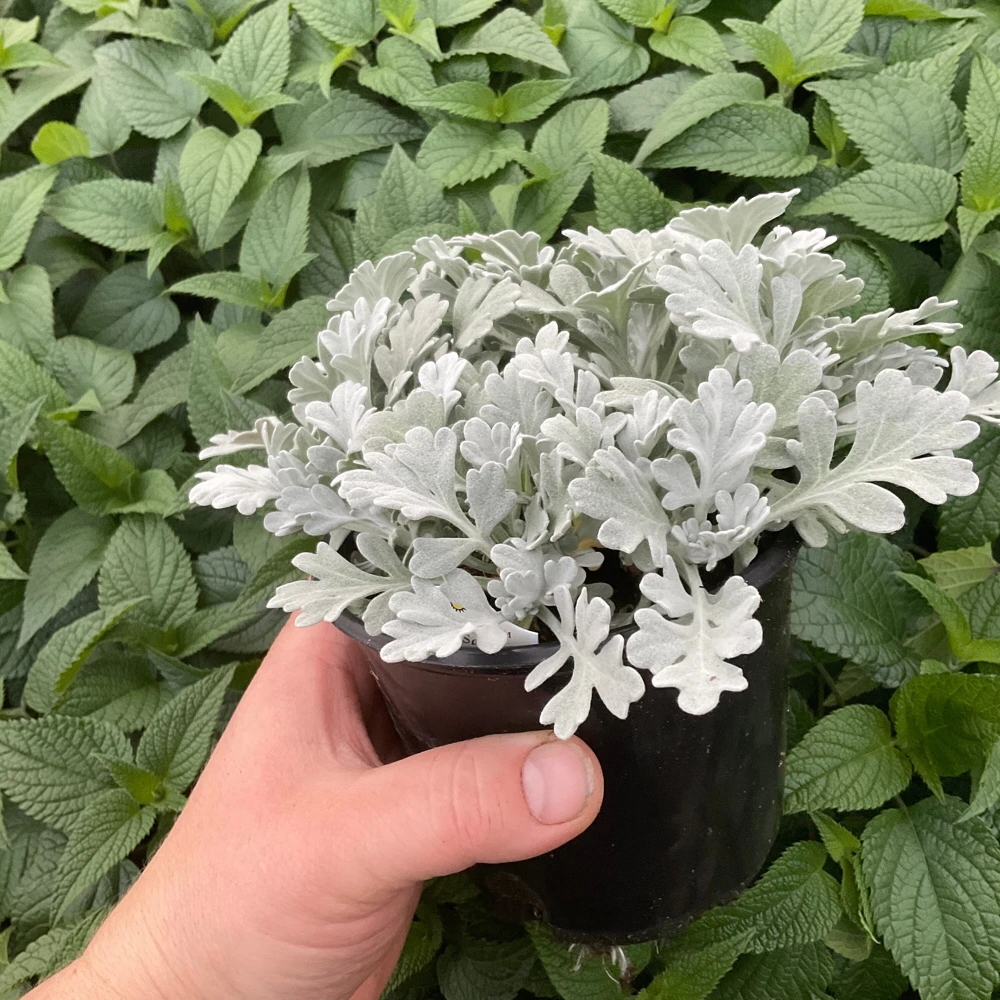 Artemisia Fancifillers Sea Salt Live Plant – 4.5 inch Pot – Outdoor Perennial - Image 5