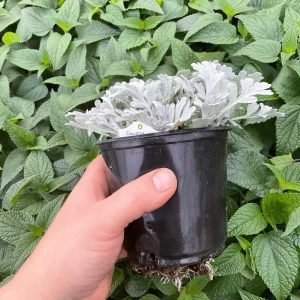 Artemisia Fancifillers Sea Salt Live Plant – 4.5 inch Pot – Outdoor Perennial - Image 6