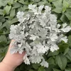 Artemisia Fancifillers Sea Salt Live Plant – 4.5 inch Pot – Outdoor Perennial - Image 1