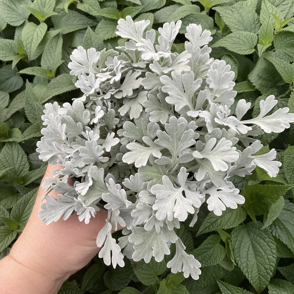 Artemisia Fancifillers Sea Salt Live Plant – 4.5 inch Pot – Outdoor Perennial - Image 1