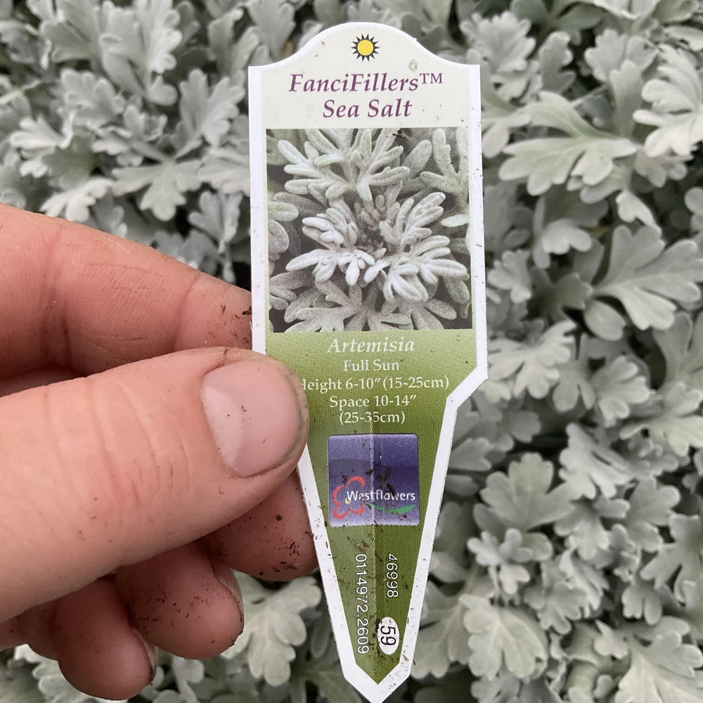 Artemisia Fancifillers Sea Salt Live Plant – 4.5 inch Pot – Outdoor Perennial - Image 7