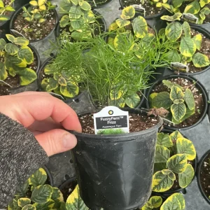 Asparagus Fern Fuzzyfern Frizz Live Plant – 4.5 inch Nursery Pot – Indoor/Outdoor - Image 10