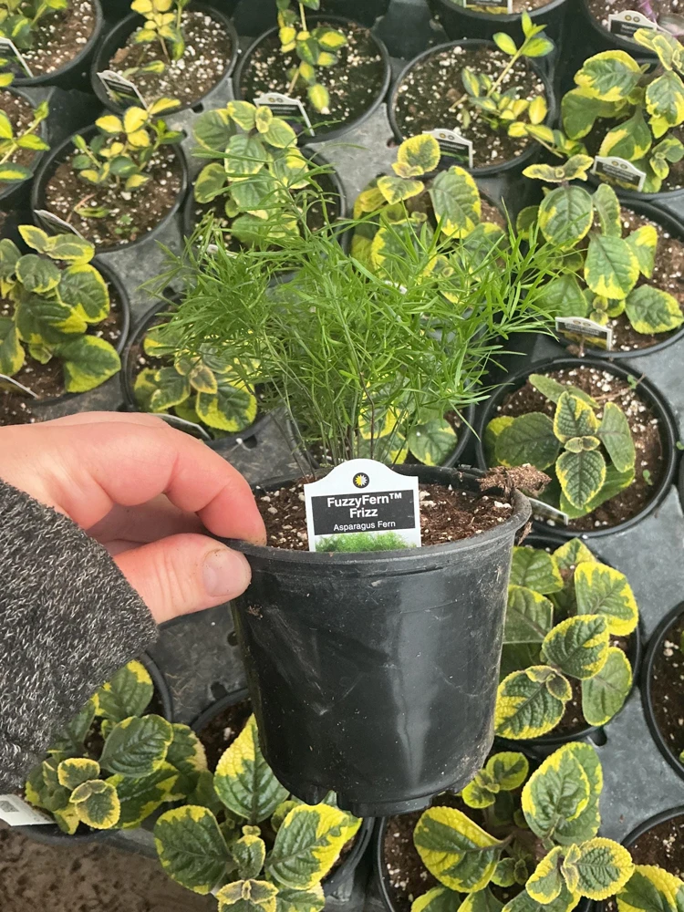 Asparagus Fern Fuzzyfern Frizz Live Plant – 4.5 inch Nursery Pot – Indoor/Outdoor - Image 10