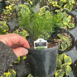 Asparagus Fern Fuzzyfern Frizz Live Plant – 4.5 inch Nursery Pot – Indoor/Outdoor - Image 11