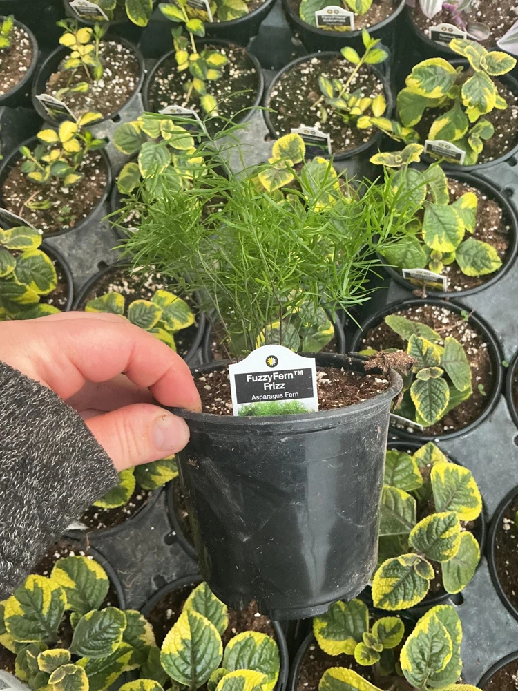 Asparagus Fern Fuzzyfern Frizz Live Plant – 4.5 inch Nursery Pot – Indoor/Outdoor - Image 11