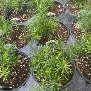 Asparagus Fern Fuzzyfern Frizz Live Plant – 4.5 inch Nursery Pot – Indoor/Outdoor - Image 12
