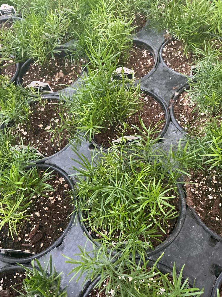 Asparagus Fern Fuzzyfern Frizz Live Plant – 4.5 inch Nursery Pot – Indoor/Outdoor - Image 12