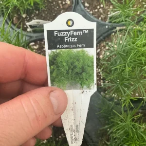 Asparagus Fern Fuzzyfern Frizz Live Plant – 4.5 inch Nursery Pot – Indoor/Outdoor - Image 13