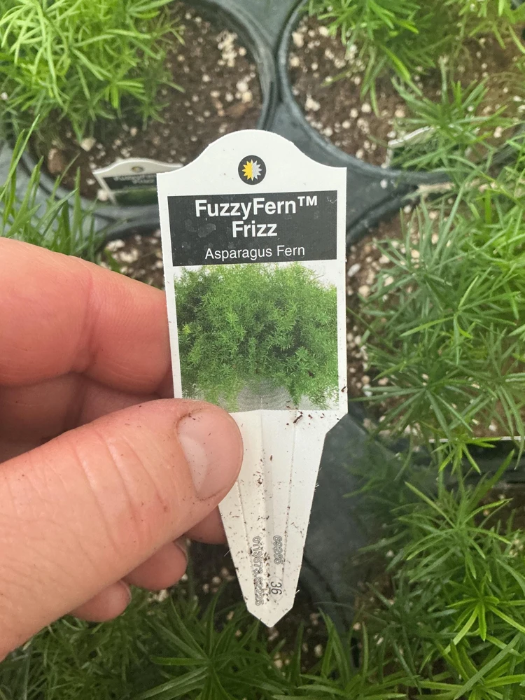 Asparagus Fern Fuzzyfern Frizz Live Plant – 4.5 inch Nursery Pot – Indoor/Outdoor - Image 13