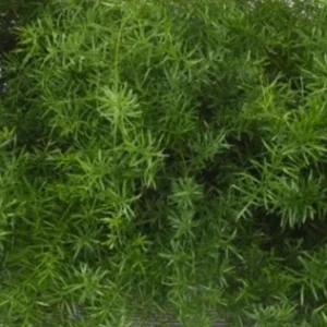 Asparagus Fern Fuzzyfern Frizz Live Plant – 4.5 inch Nursery Pot – Indoor/Outdoor - Image 2