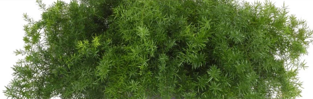 Asparagus Fern Fuzzyfern Frizz Live Plant – 4.5 inch Nursery Pot – Indoor/Outdoor - Image 2