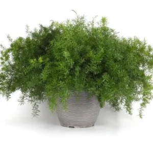 Asparagus Fern Fuzzyfern Frizz Live Plant – 4.5 inch Nursery Pot – Indoor/Outdoor - Image 3