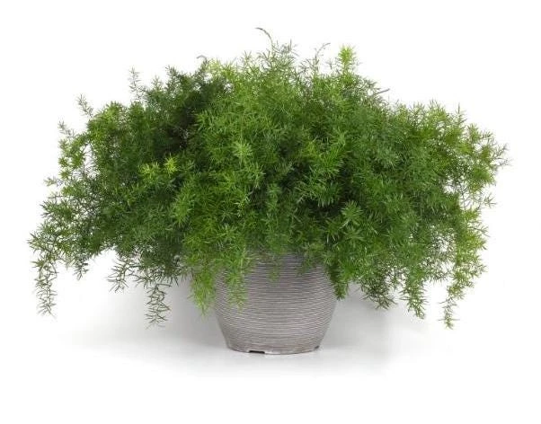 Asparagus Fern Fuzzyfern Frizz Live Plant – 4.5 inch Nursery Pot – Indoor/Outdoor - Image 3