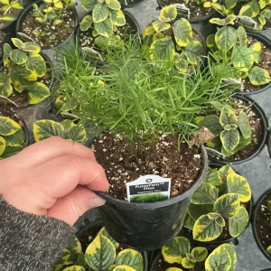 Asparagus Fern Fuzzyfern Frizz Live Plant – 4.5 inch Nursery Pot – Indoor/Outdoor - Image 7