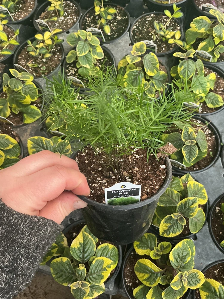 Asparagus Fern Fuzzyfern Frizz Live Plant – 4.5 inch Nursery Pot – Indoor/Outdoor - Image 7