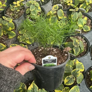 Asparagus Fern Fuzzyfern Frizz Live Plant – 4.5 inch Nursery Pot – Indoor/Outdoor - Image 8