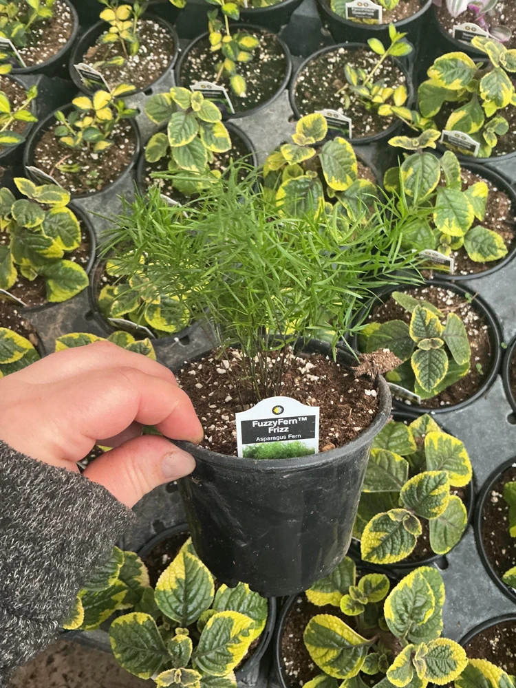 Asparagus Fern Fuzzyfern Frizz Live Plant – 4.5 inch Nursery Pot – Indoor/Outdoor - Image 8