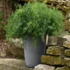 Asparagus Fern Fuzzyfern Frizz Live Plant – 4.5 inch Nursery Pot – Indoor/Outdoor - Image 1