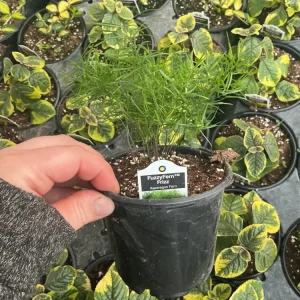 Asparagus Fern Fuzzyfern Frizz Live Plant – 4.5 inch Nursery Pot – Indoor/Outdoor - Image 9