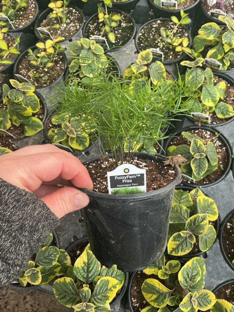 Asparagus Fern Fuzzyfern Frizz Live Plant – 4.5 inch Nursery Pot – Indoor/Outdoor - Image 9