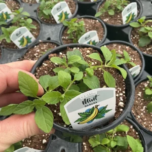 Banana Mint Live Plant - 4.5 inch Nursery Pot - Fragrant Herb - Image 1