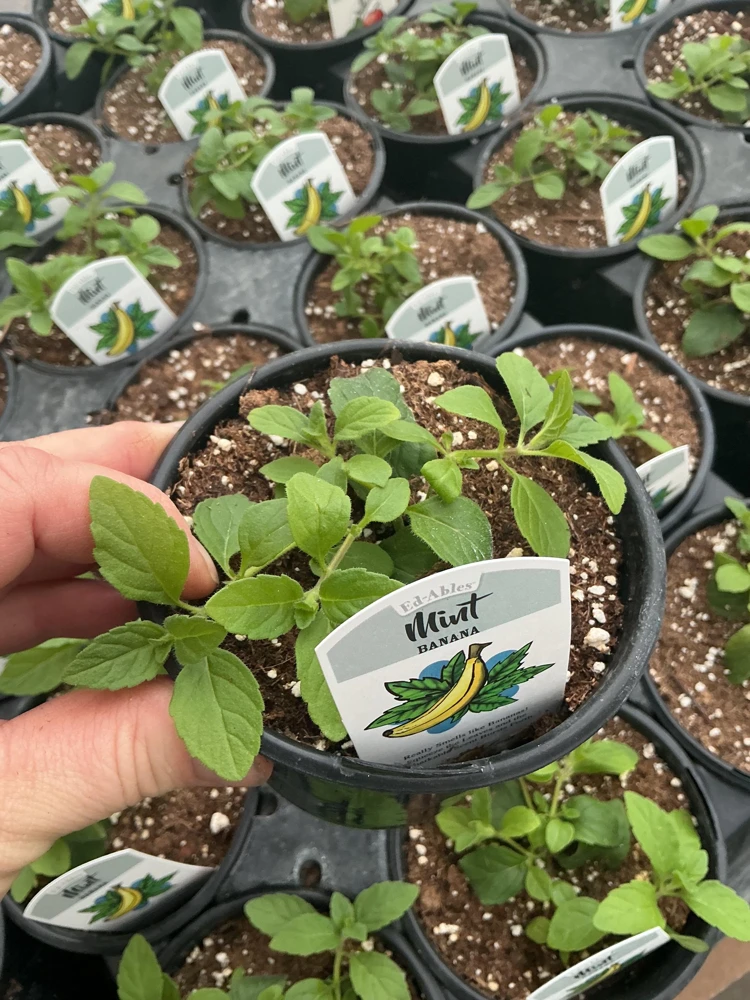 Banana Mint Live Plant - 4.5 inch Nursery Pot - Fragrant Herb - Image 1