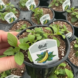 Banana Mint Live Plant - 4.5 inch Nursery Pot - Fragrant Herb - Image 2