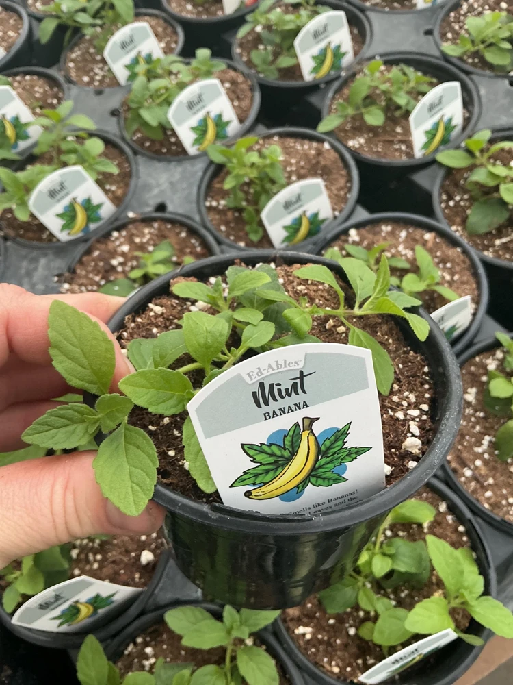 Banana Mint Live Plant - 4.5 inch Nursery Pot - Fragrant Herb - Image 2