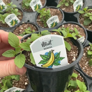 Banana Mint Live Plant - 4.5 inch Nursery Pot - Fragrant Herb - Image 3